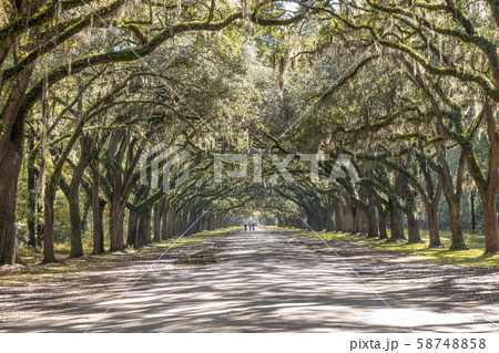 Treelined road with Spanish moss on Wormsloe Historic Site in Savannah, USA Treelined road with Spanish moss on Wormsloe Historic Site in Savannah, USA 58748858