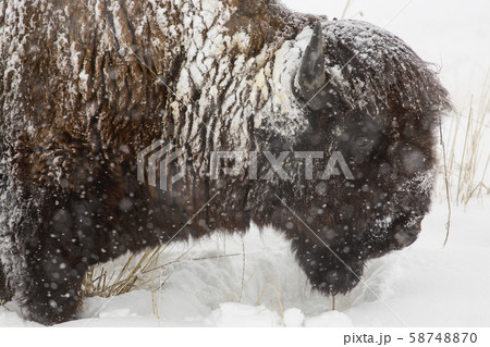 Snow covered buffalo 58748870
