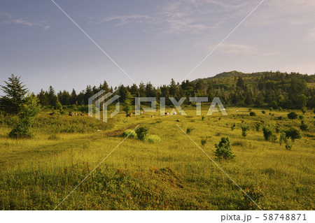 Field by forest in Mount Rogers National Recreation Area, USA Field by forest in Mount Rogers National Recreation Area, USA 58748871