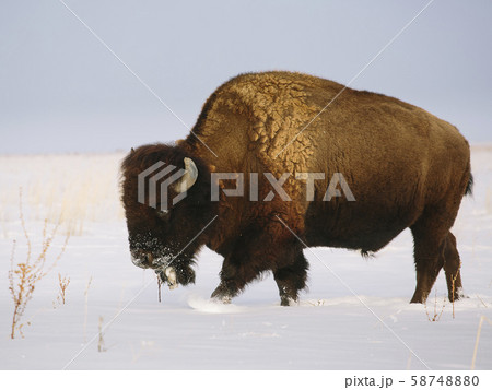 Buffalo in snow covered field 58748880