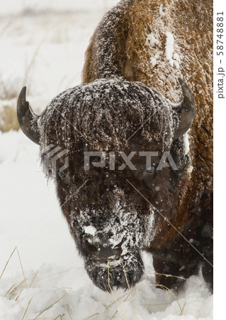 Snow covered buffalo Snow covered buffalo 58748881