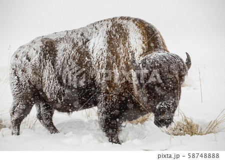 Snow covered buffalo 58748888