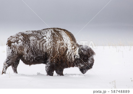 Buffalo in snow covered field 58748889