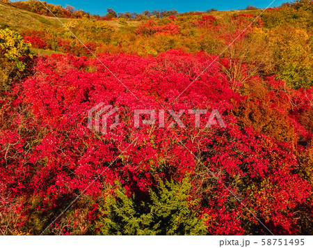 Aerial view of autumn forest and trees with red foliage Aerial view of autumn forest and trees with red foliage 58751495