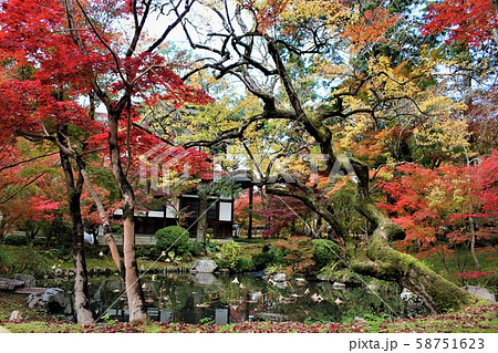 永観堂の紅葉 永観堂の紅葉 58751623