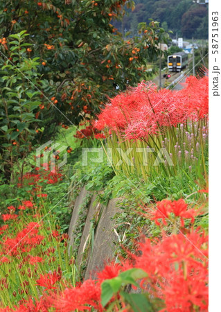 水郡線「赤色に染まる彼岸花咲く風景」 58751963