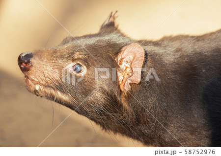 Australian Tasmanian Devil 58752976