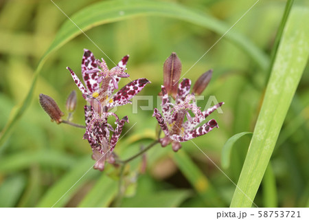 ホトトギスの花 58753721