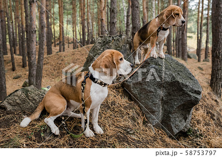 Two cute purebred puppies with collars and leashes standing on big stones 58753797
