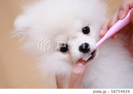 ポメラニアン 歯磨き 猿期 犬 ドッグ イヌ 生物 動物 血統書 仔犬 子供 ホワイト 白 子供 の写真素材
