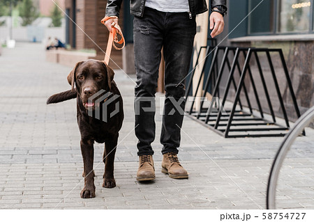 Cute brown purebred dog and his owner moving down street of the city 58754727