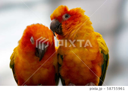 インコ 58755961