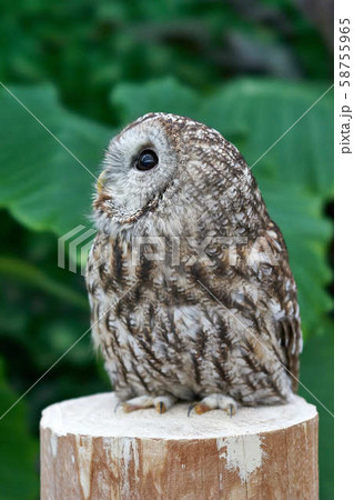 フクロウ 58755965