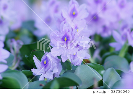 ホテイアオイ 58756049