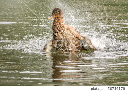 The duck landed in the water. The duck landed in the water. 58756176