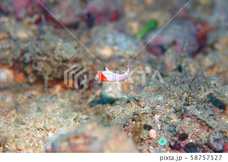 イロブダイ　幼魚 58757527