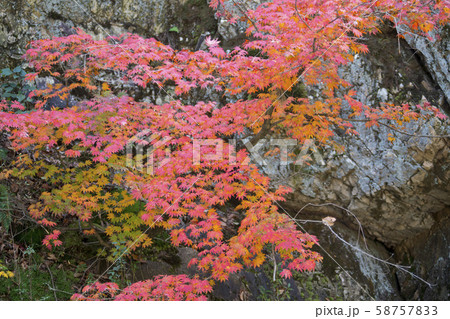 自然 風景 韓国 58757833