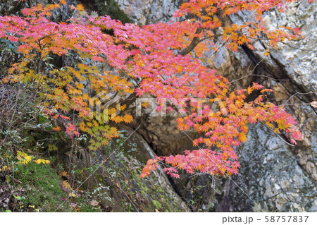 自然 風景 韓国 58757837