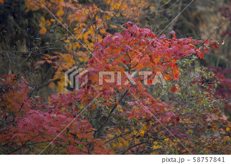 自然 風景 韓国 58757841