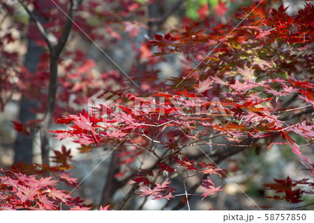 自然 風景 韓国 58757850