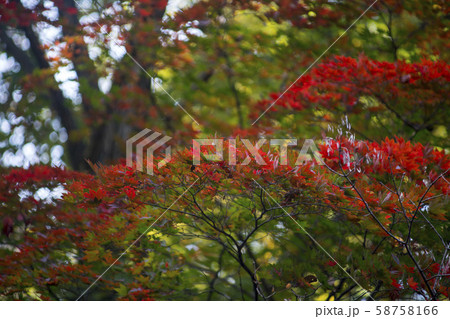 自然 風景 韓国 58758166