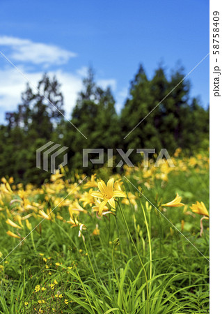ニッコウキスゲなど高山植物が咲く丘 白山高山植物園 ニッコウキスゲなど高山植物が咲く丘 白山高山植物園 58758409