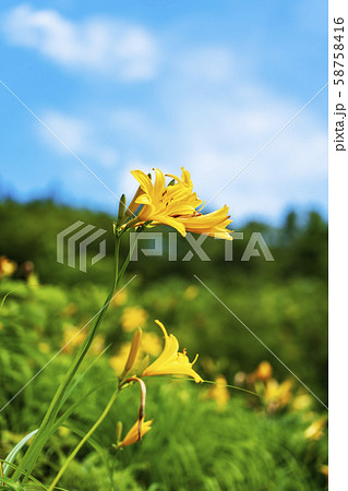 ニッコウキスゲなど高山植物が咲く丘 白山高山植物園 ニッコウキスゲなど高山植物が咲く丘 白山高山植物園 58758416