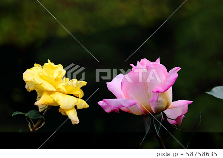 花の女王 花の女王 58758635
