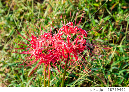 彼岸花 九品寺 58759442