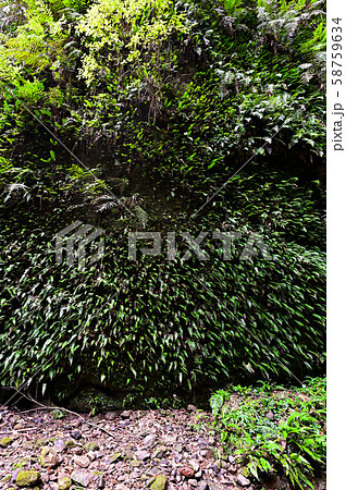 伊尾木洞 58759634