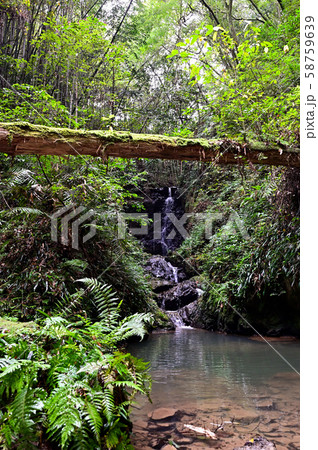 伊尾木洞 伊尾木洞 58759639