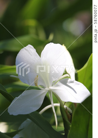 ヘディキウム・コロナリウム 58760077