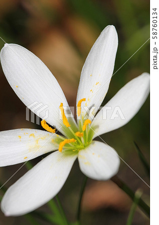 タマスダレ 58760134