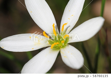 タマスダレ 58760135