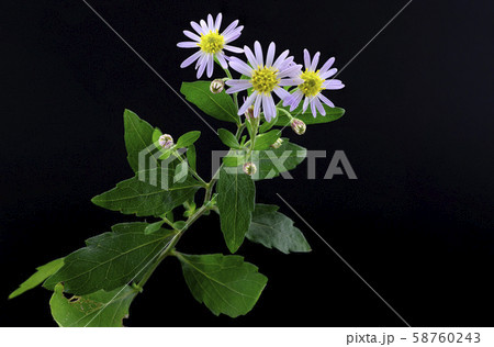 ノコンギク ノコンギク 58760243