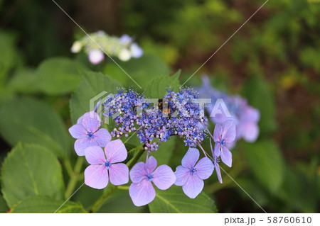 あじさい 58760610
