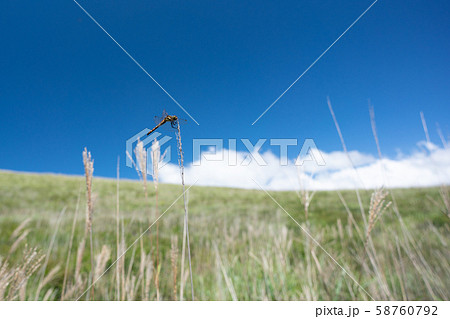 初秋の高原とトンボ 58760792