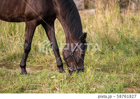 Portrait of a beautiful well-groomed dark horse on Portrait of a beautiful well-groomed dark horse on 58761827