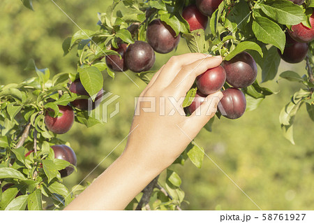 A hand reaches out to disrupt in the garden A hand reaches out to disrupt in the garden 58761927