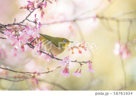 おかめ桜に可愛いメジロの写真素材