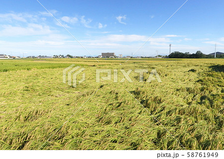 倒れた稲 58761949