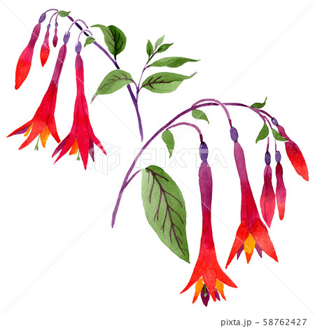 Red fuchsia floral botanical flowers. Watercolor background set. Isolated fuchsia illustration Red fuchsia floral botanical flowers. Watercolor background set. Isolated fuchsia illustration 58762427
