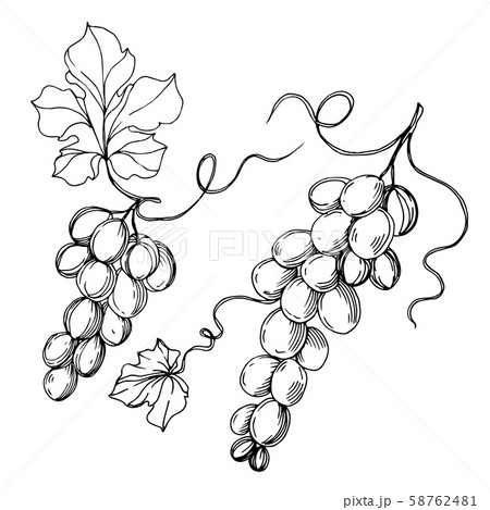Vector Grape berry healthy food. Black and white engraved ink art. Isolated grapes illustration Vector Grape berry healthy food. Black and white engraved ink art. Isolated grapes illustration 58762481