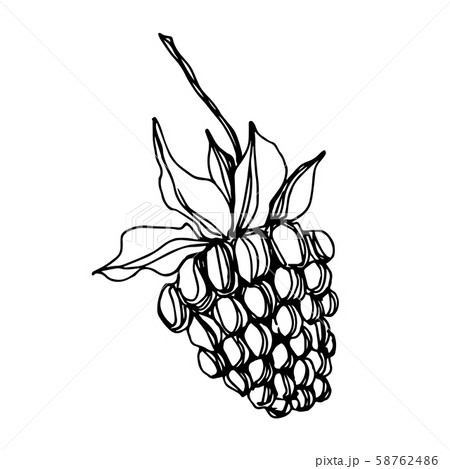 Vector Blackberry healthy food. Black and white engraved ink art. Isolated berry illustration Vector Blackberry healthy food. Black and white engraved ink art. Isolated berry illustration 58762486