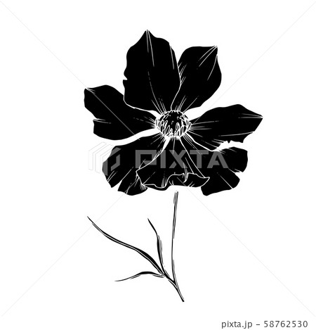 Vector Cosmos floral botanical flowers. Black and white engraved ink art. Isolated cosmea 58762530