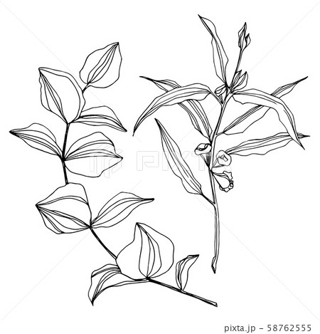 Vector Eucalyptus tree leaves. Black and white engraved ink art. Isolated eucalyptus illustration Vector Eucalyptus tree leaves. Black and white engraved ink art. Isolated eucalyptus illustration 58762555