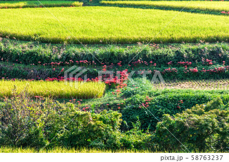 田んぼと彼岸花 田んぼと彼岸花 58763237