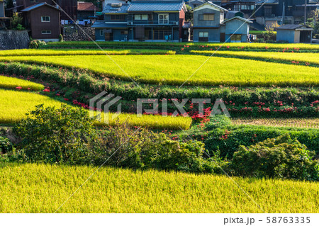 田んぼと彼岸花 田んぼと彼岸花 58763335