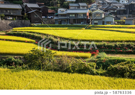 田んぼと彼岸花 田んぼと彼岸花 58763336