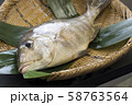 メイチ鯛 58763564